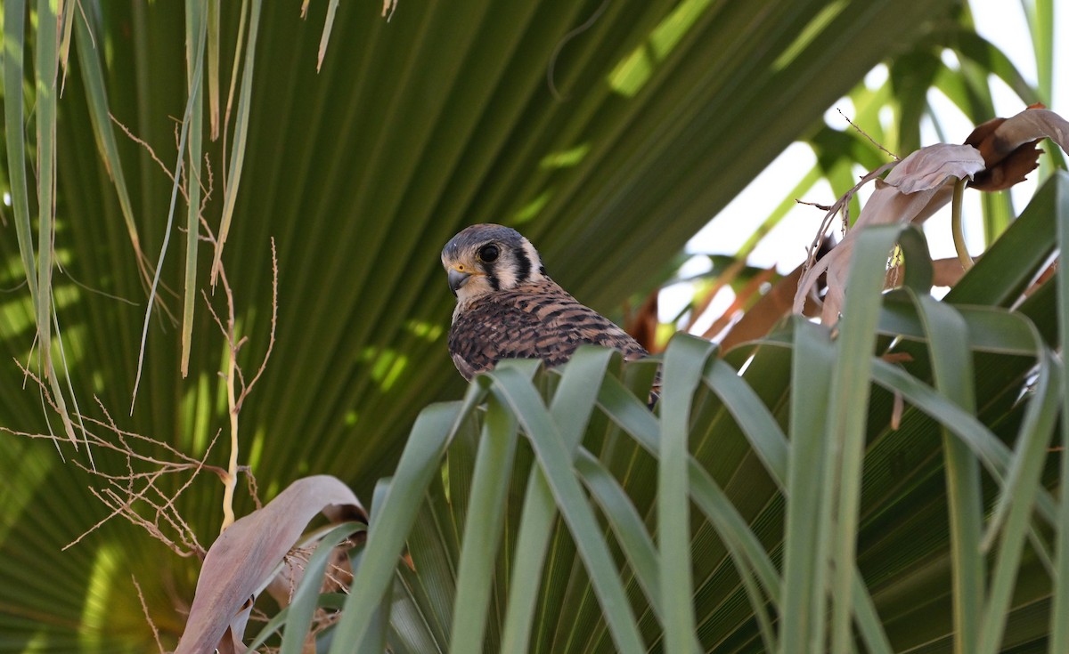 Боривітер американський - ML621625010