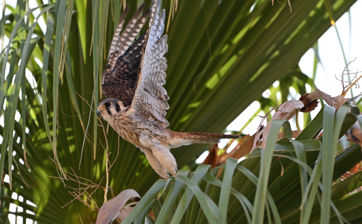 Боривітер американський - ML621625014