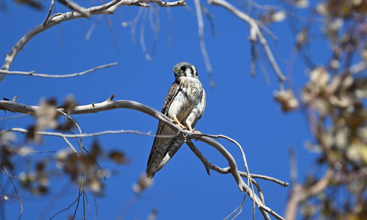 Боривітер американський - ML621625032