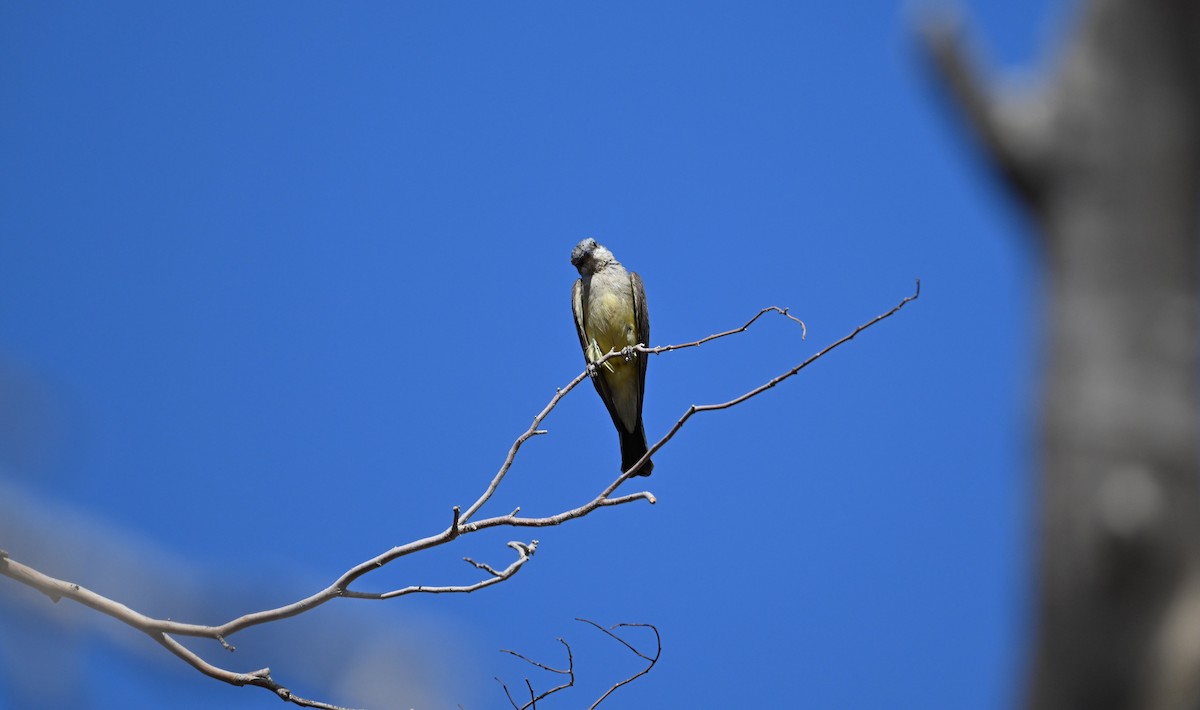 Тиран західний - ML621625033