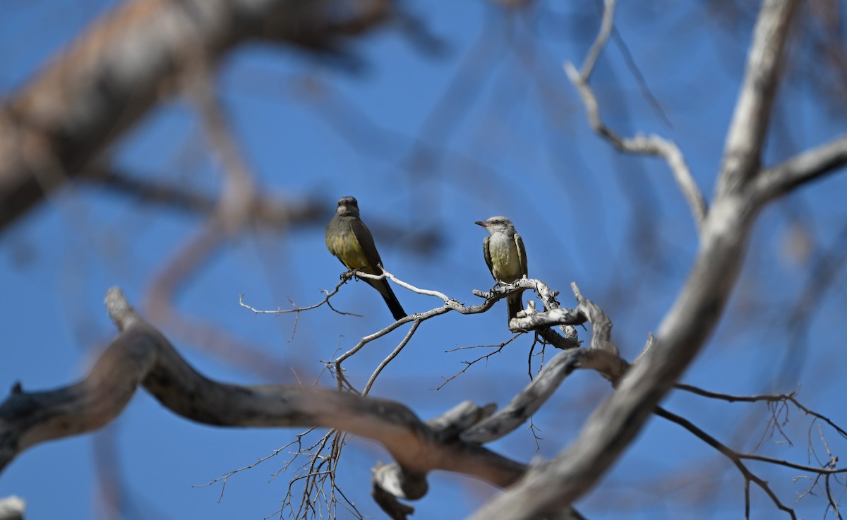Тиран західний - ML621625035