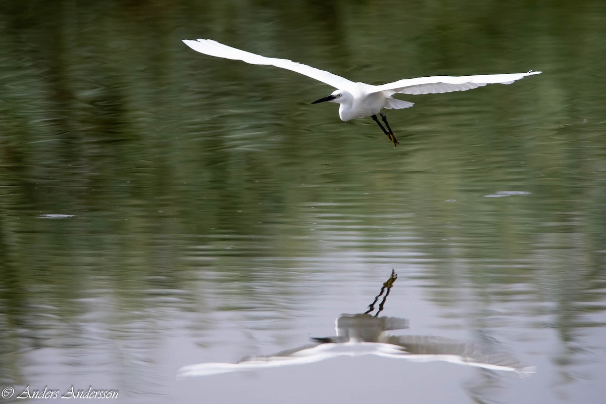 Little Egret - Anders Andersson