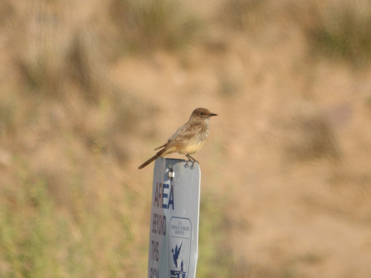 Say's Phoebe - ML621625167