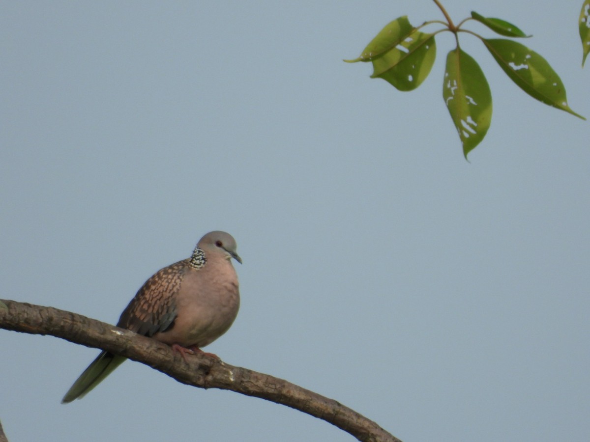 Spotted Dove - ML621625228