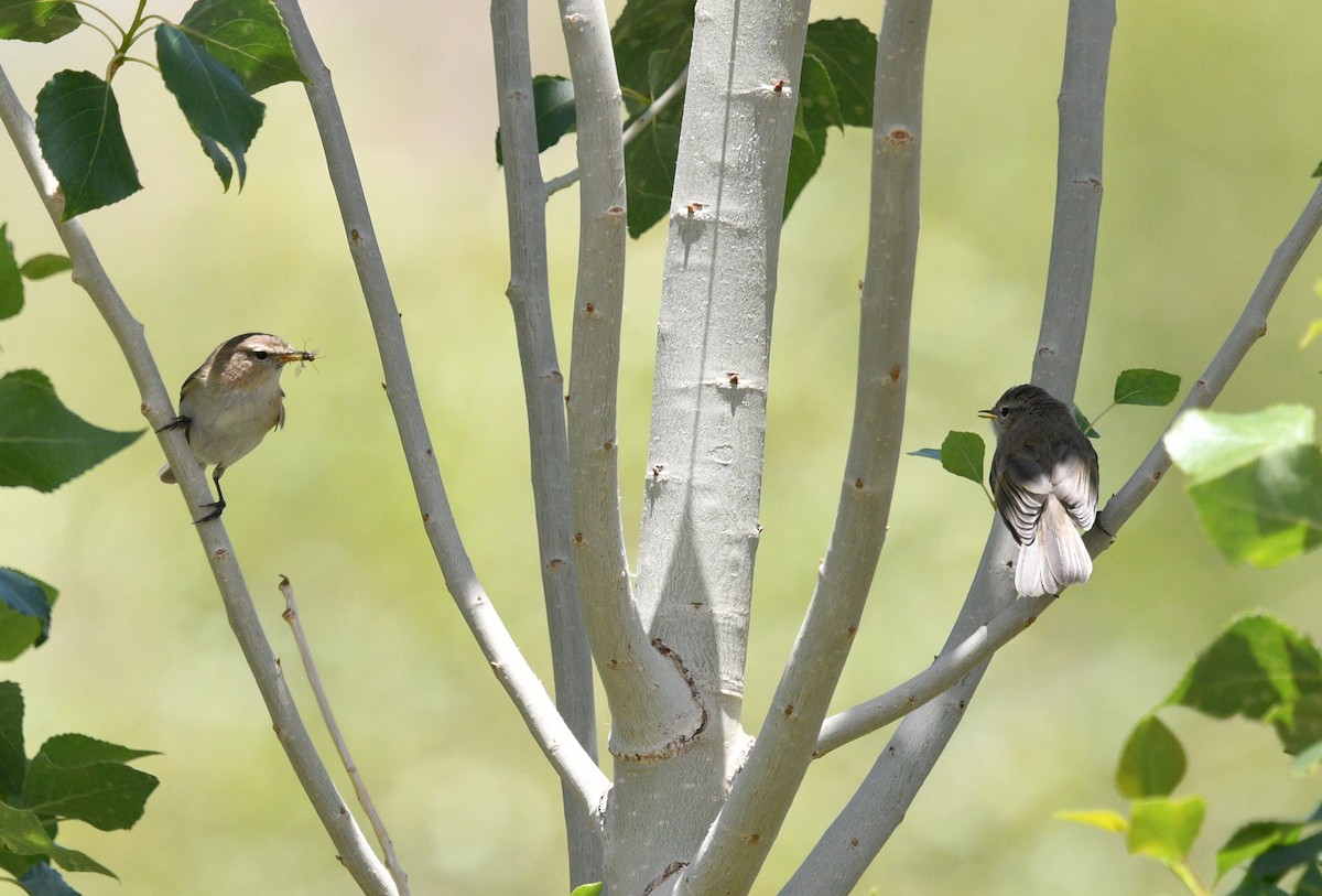 Mountain Chiffchaff - Rofikul Islam