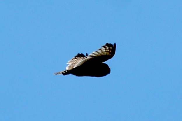 Short-eared Owl - Craig Fosdick