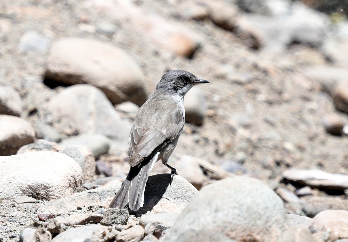 Lesser Whitethroat (Hume's) - Rofikul Islam