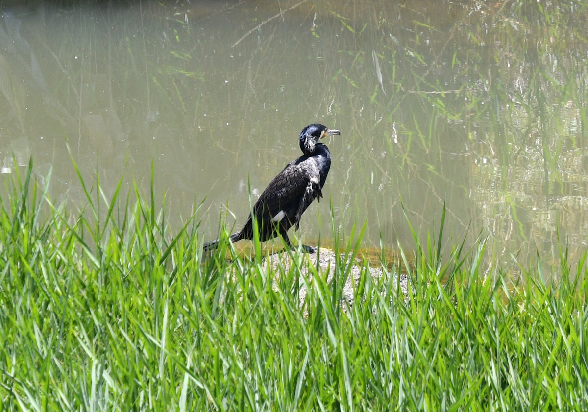 Cormorán Grande - ML621625416