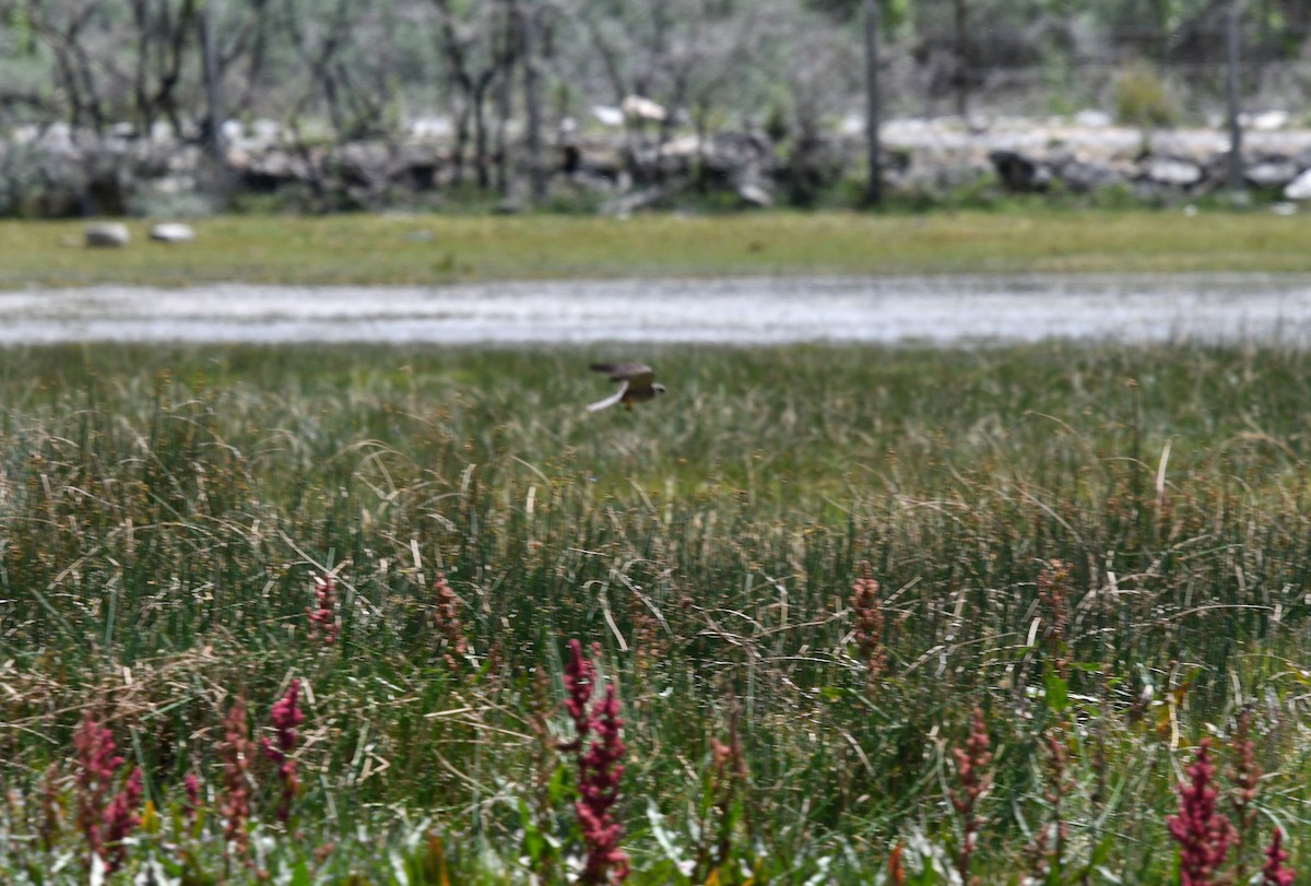 Alcotán Europeo - ML621625418