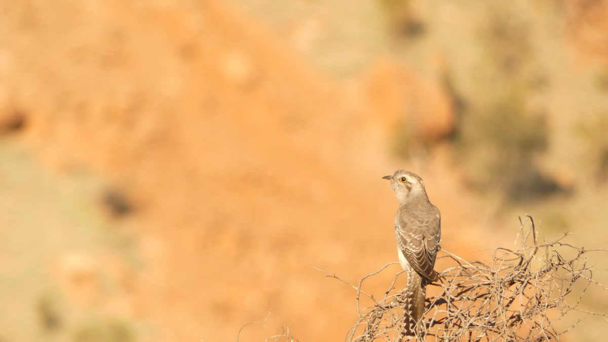 Pallid Cuckoo - ML621625456