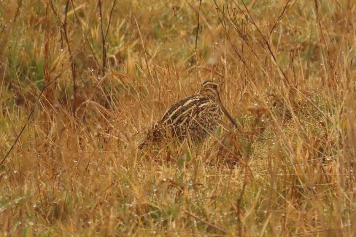 Magellanic Snipe - ML621625495