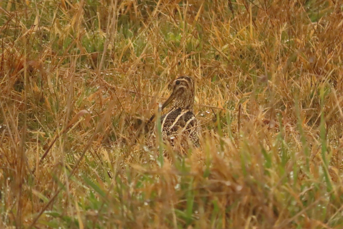 Magellanic Snipe - Andrés Bustos