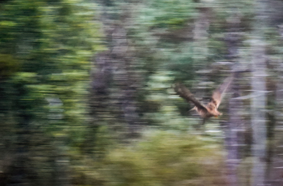 Fuegian Snipe - ML621625538