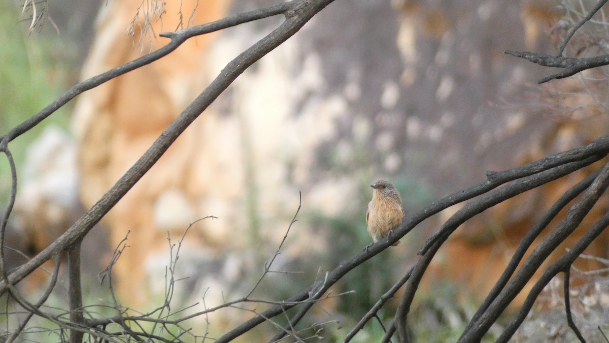 Dusky Grasswren - ML621625577