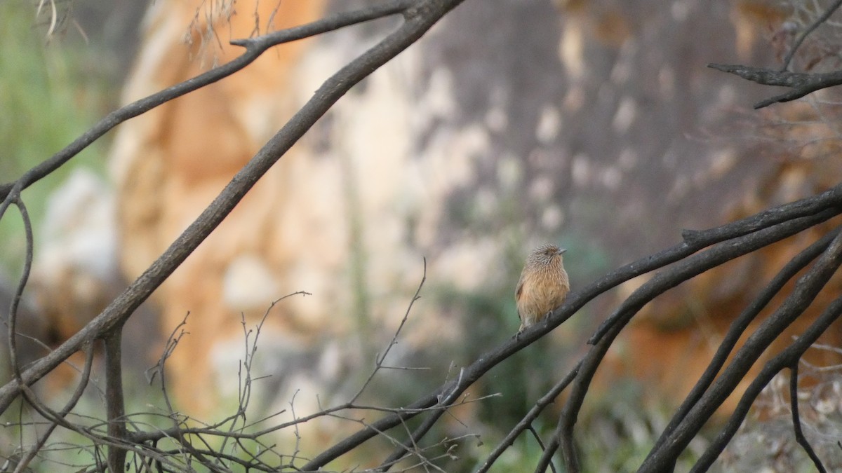 Dusky Grasswren - Morgan Pickering