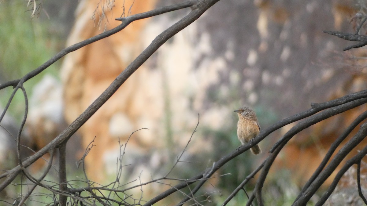 Dusky Grasswren - ML621625579