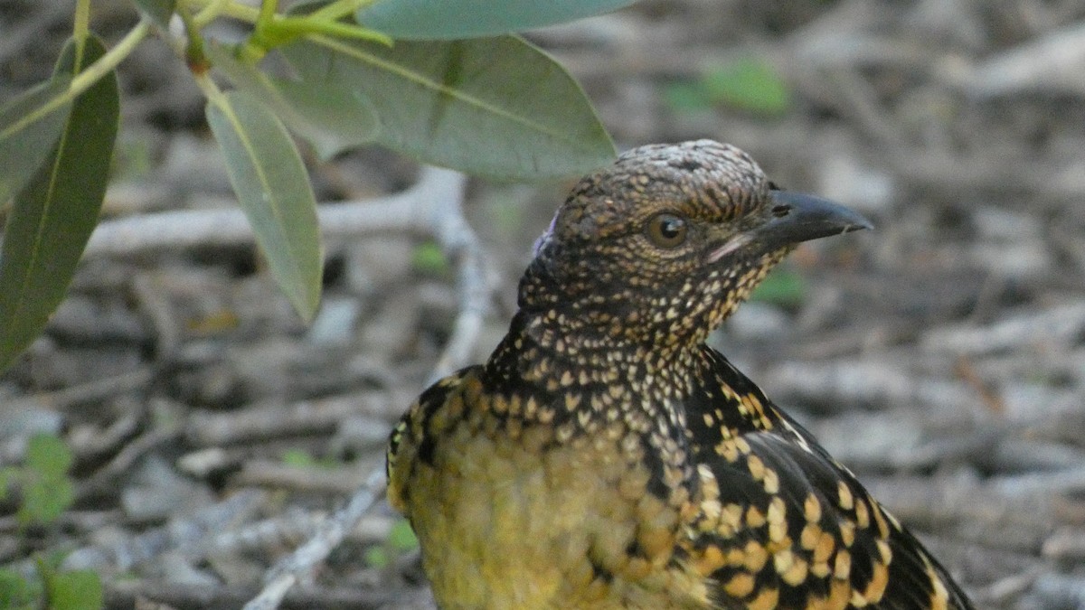 Western Bowerbird - ML621625592