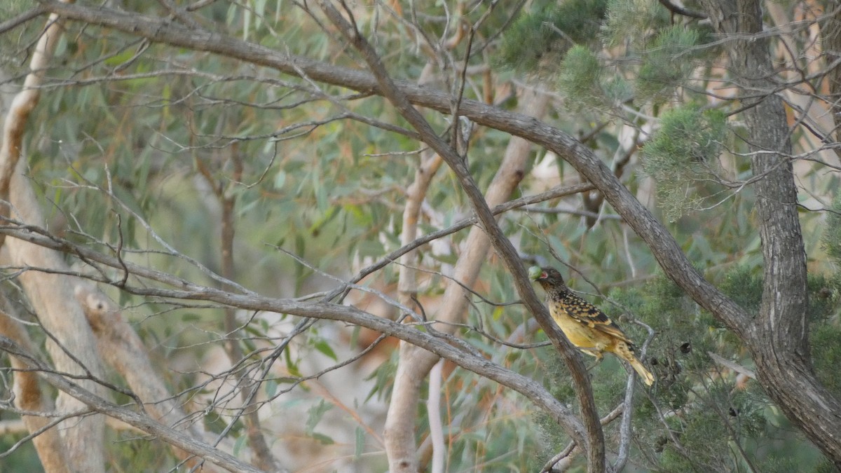 Western Bowerbird - ML621625593