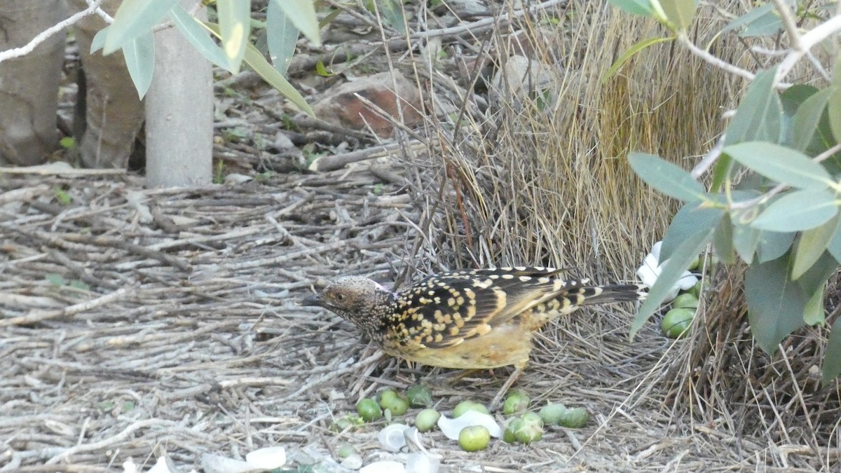 Western Bowerbird - ML621625594