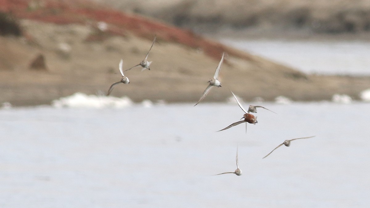 Curlew Sandpiper - ML621625632