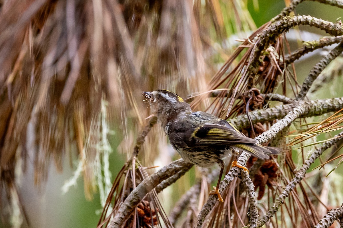 Golden-crowned Kinglet - ML621625775