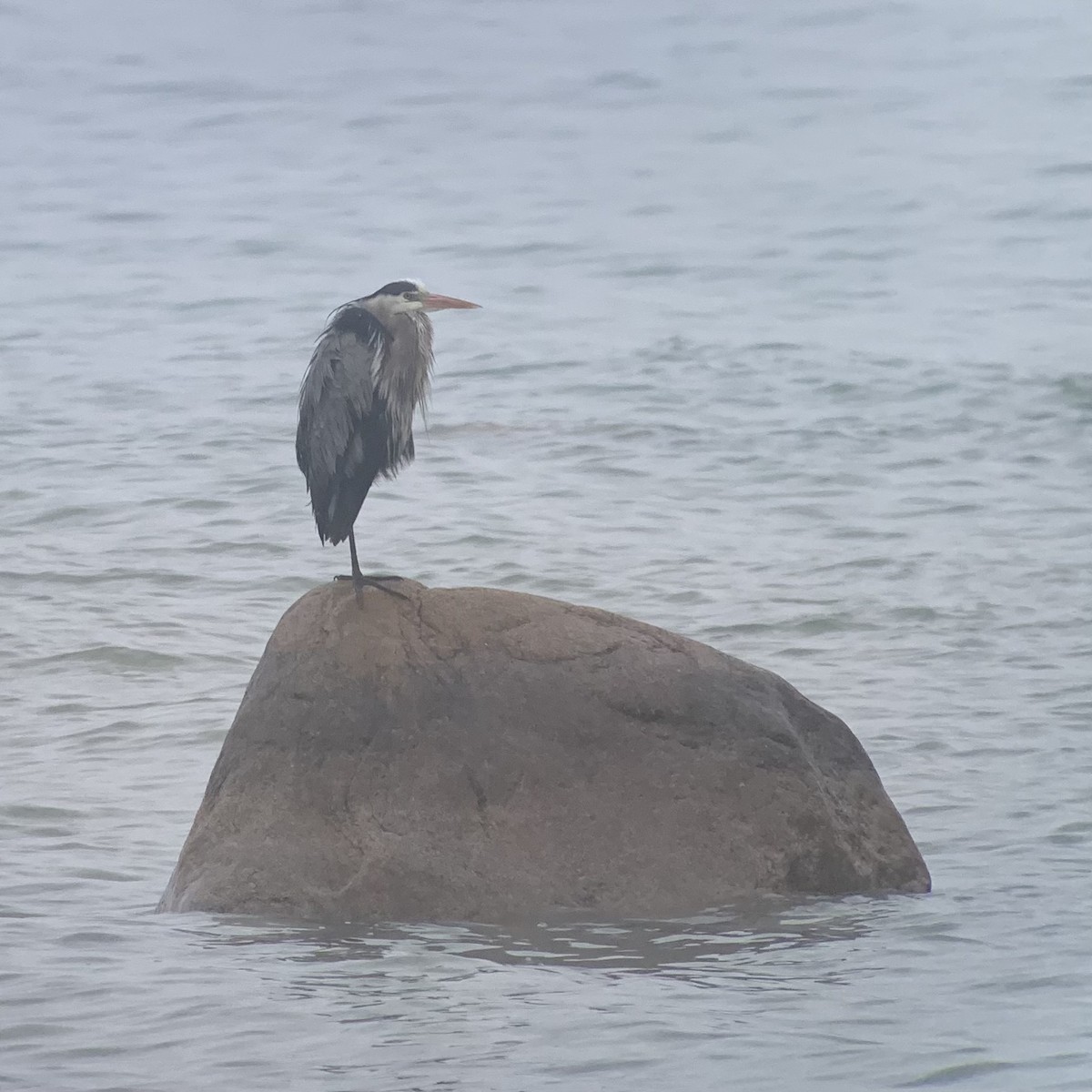 Great Blue Heron - ML621625865