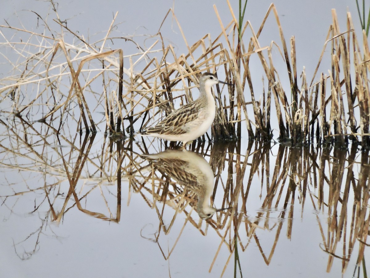 Wilson's Phalarope - ML621625867