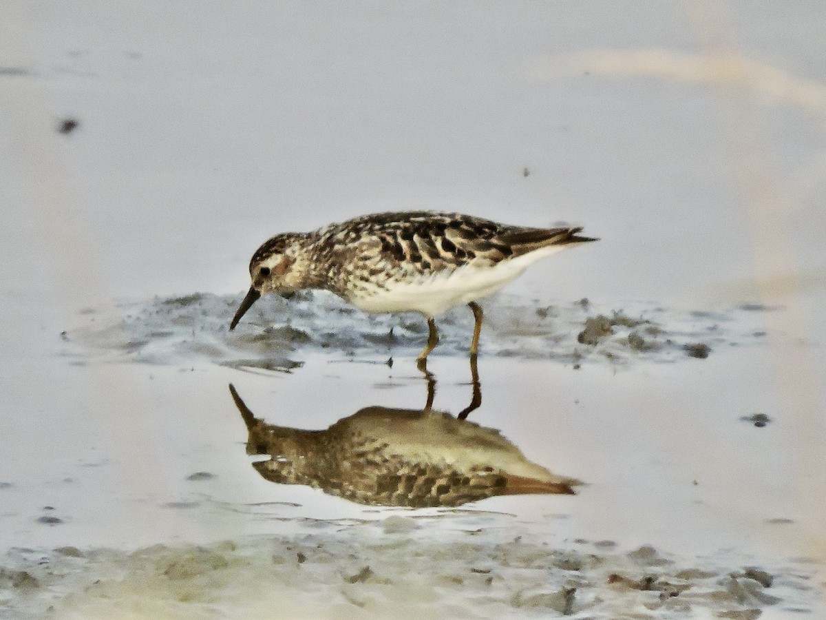 pygmésnipe - ML621625872