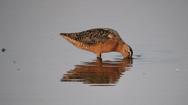 Long-billed Dowitcher - ML621625885