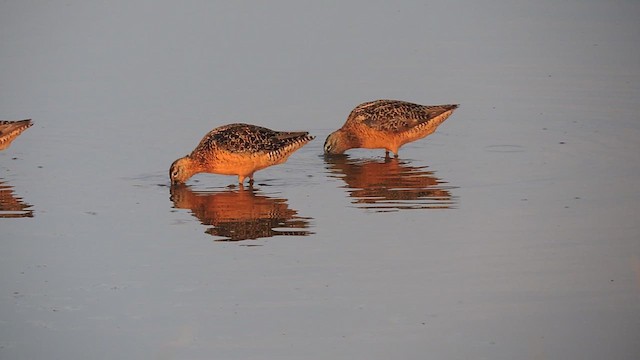 Long-billed Dowitcher - ML621625886