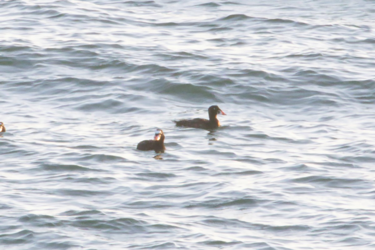 Surf Scoter - ML621625894