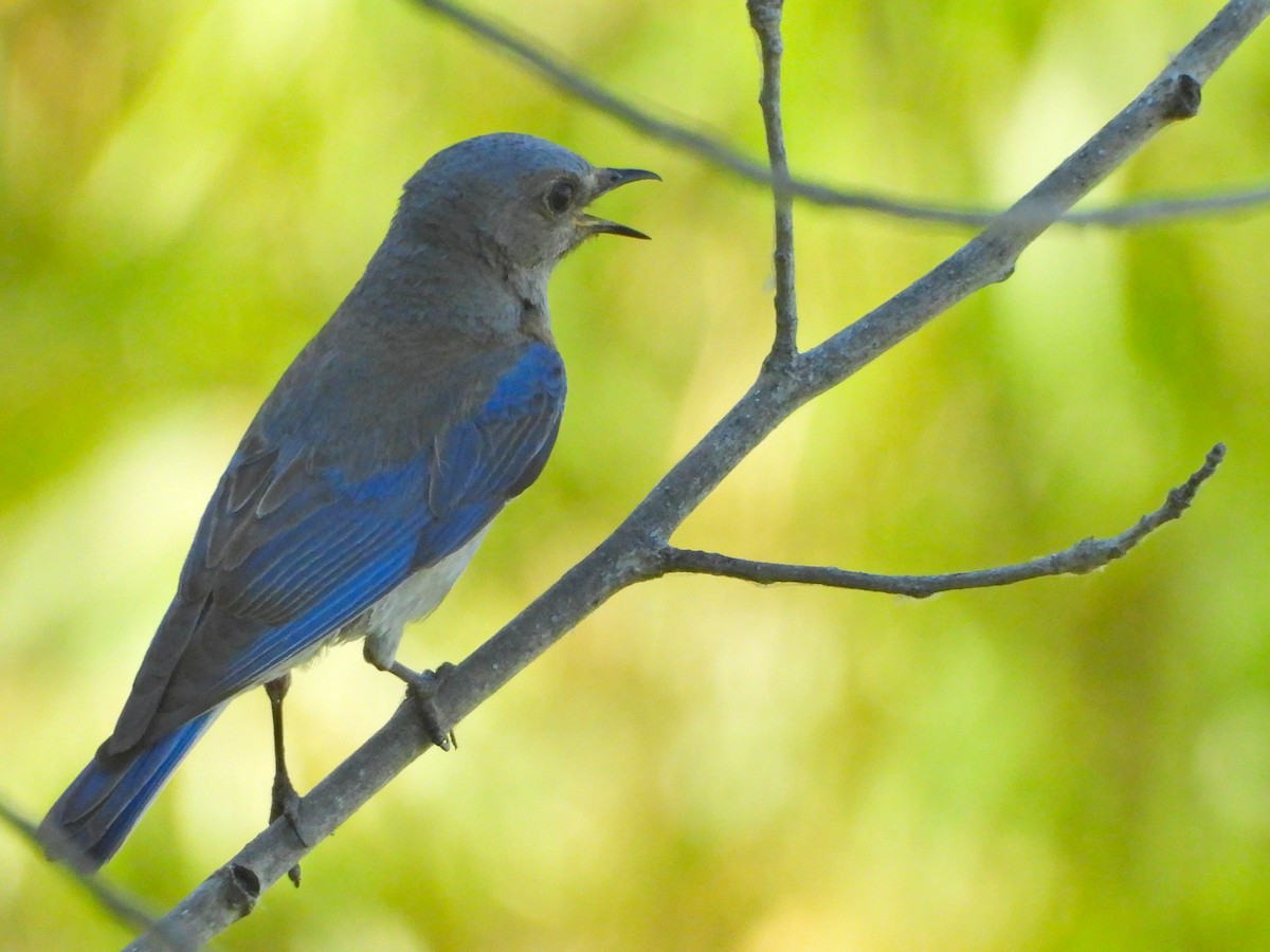 Western Bluebird - ML621625902