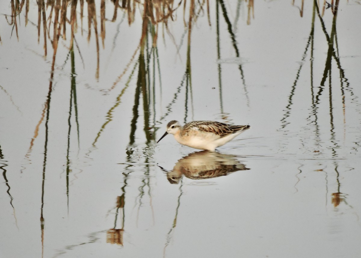 Wilson's Phalarope - ML621625916