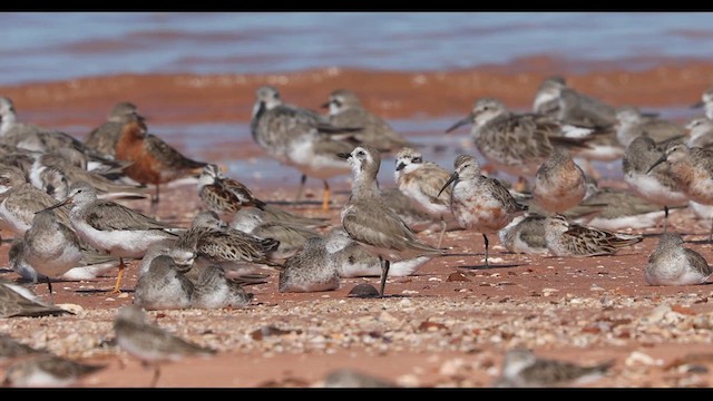 Tibetan Sand-Plover - ML621625946