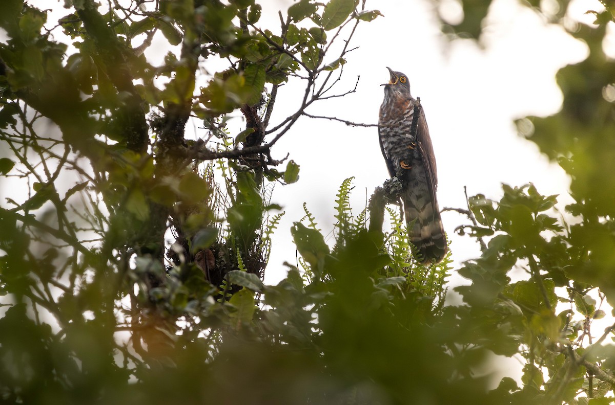 Large Hawk-Cuckoo - ML621625952