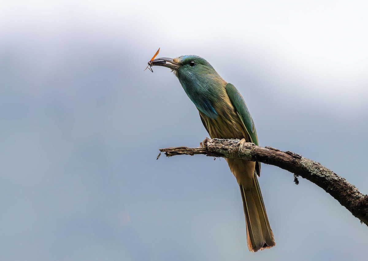 Blue-bearded Bee-eater - ML621625957