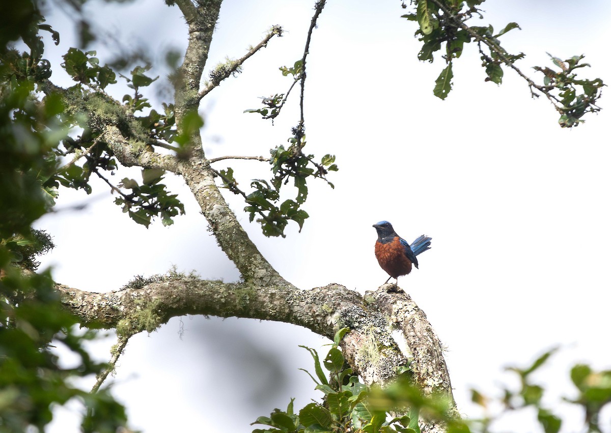 Chestnut-bellied Rock-Thrush - ML621625965