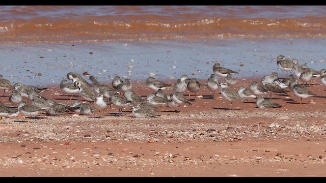 Tibetan Sand-Plover - ML621625990