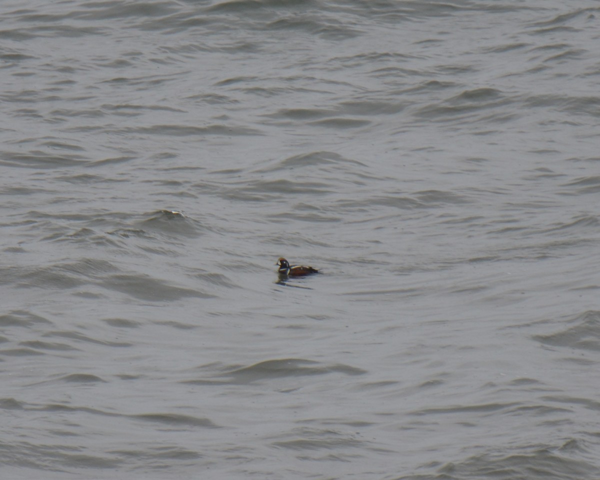 Harlequin Duck - ML621626009