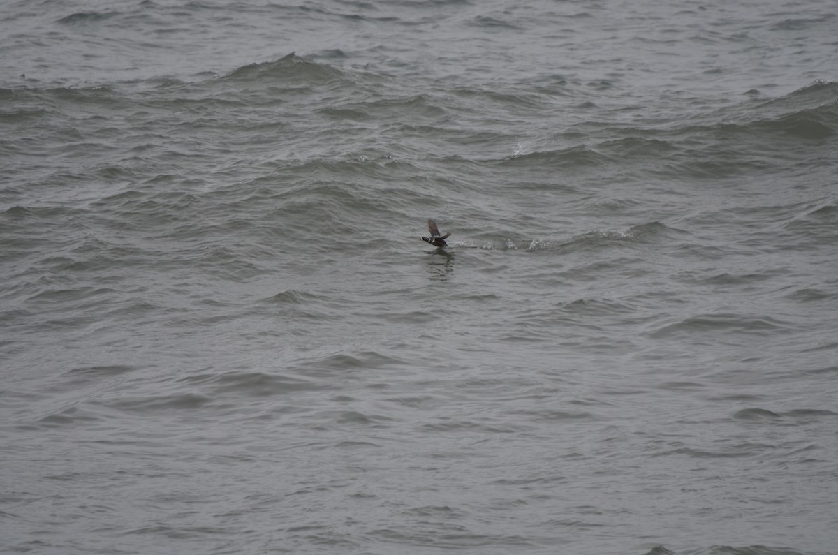 Harlequin Duck - ML621626028