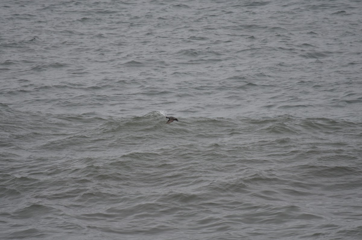 Harlequin Duck - ML621626031