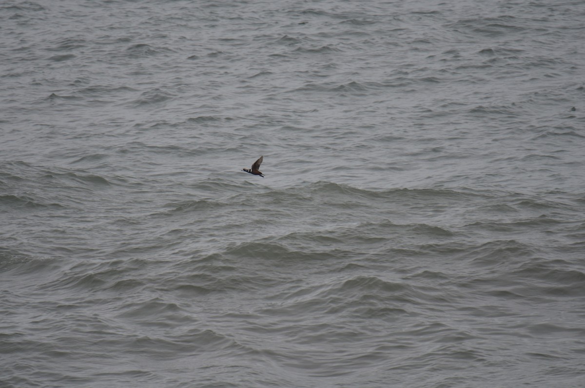 Harlequin Duck - ML621626032