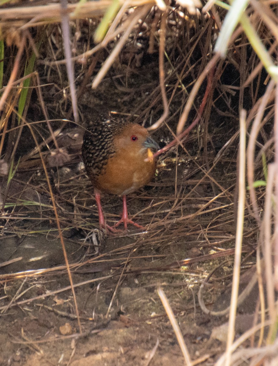 Ocellated Crake - ML621626074