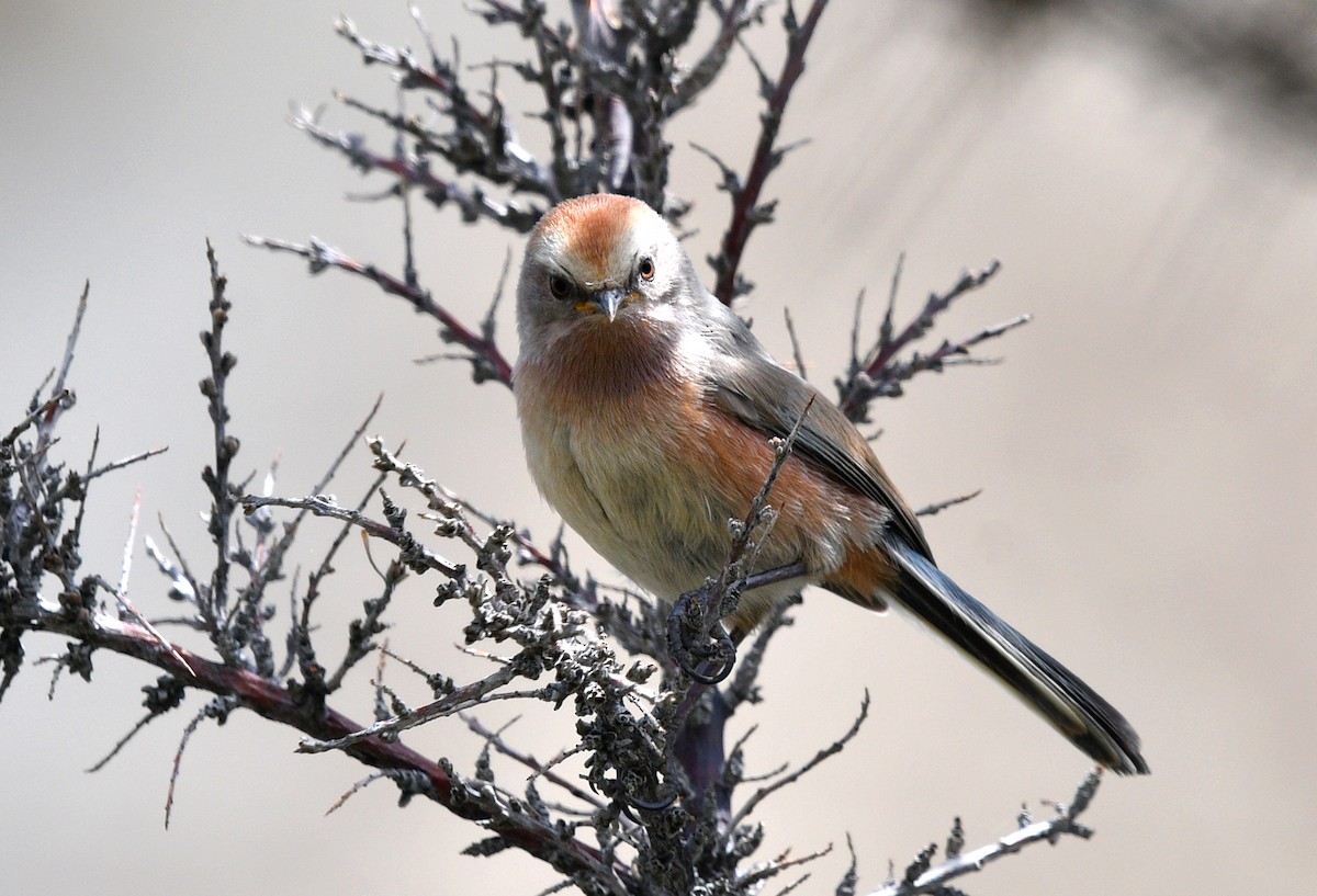 White-browed Tit-Warbler - ML621626083