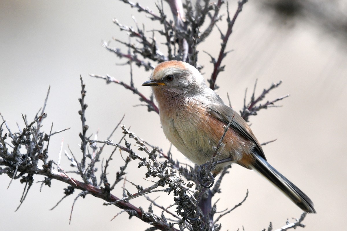 White-browed Tit-Warbler - ML621626085