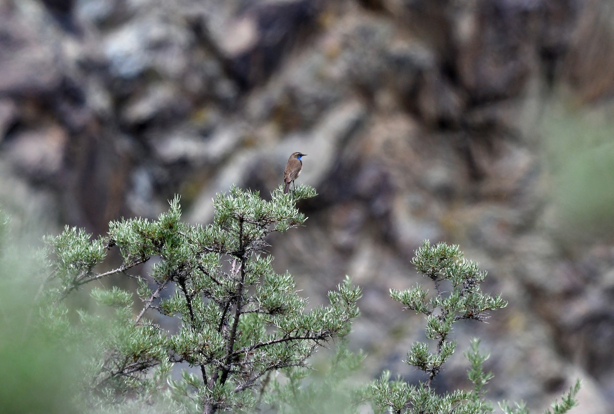 Bluethroat - ML621626101