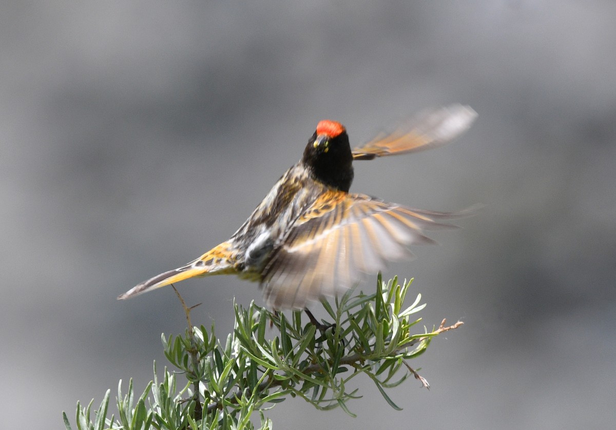 Fire-fronted Serin - ML621626123