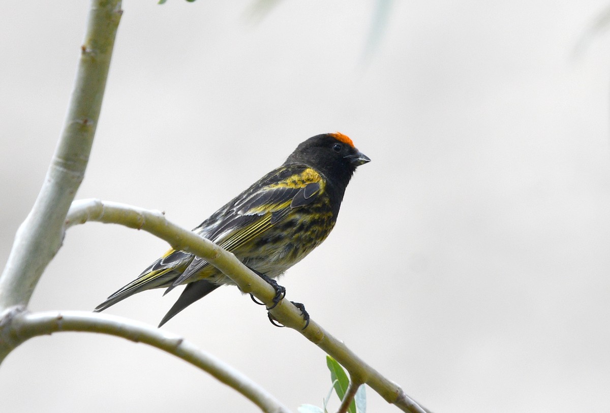 Fire-fronted Serin - ML621626124