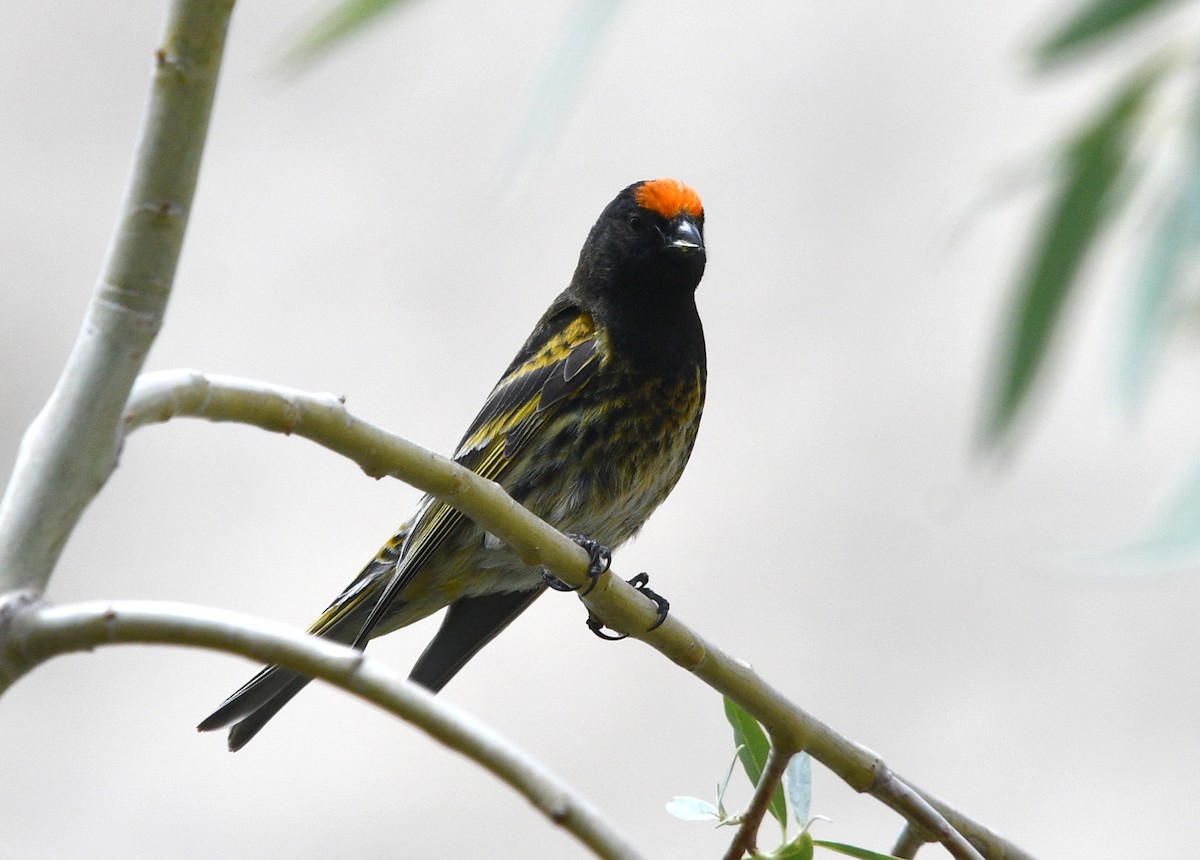 Fire-fronted Serin - ML621626125