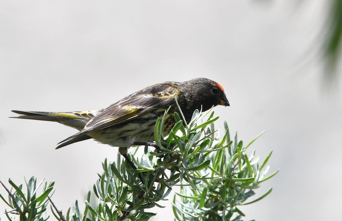 Fire-fronted Serin - ML621626126